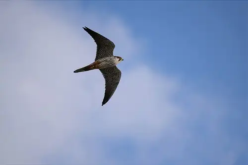 Tamron 50-400mm f/4.5-6.3 Di III VC VXD (Nikon Z)