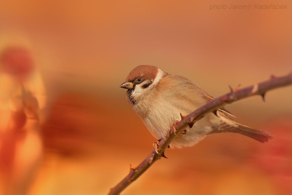 Nízké clonové číslo bokeh