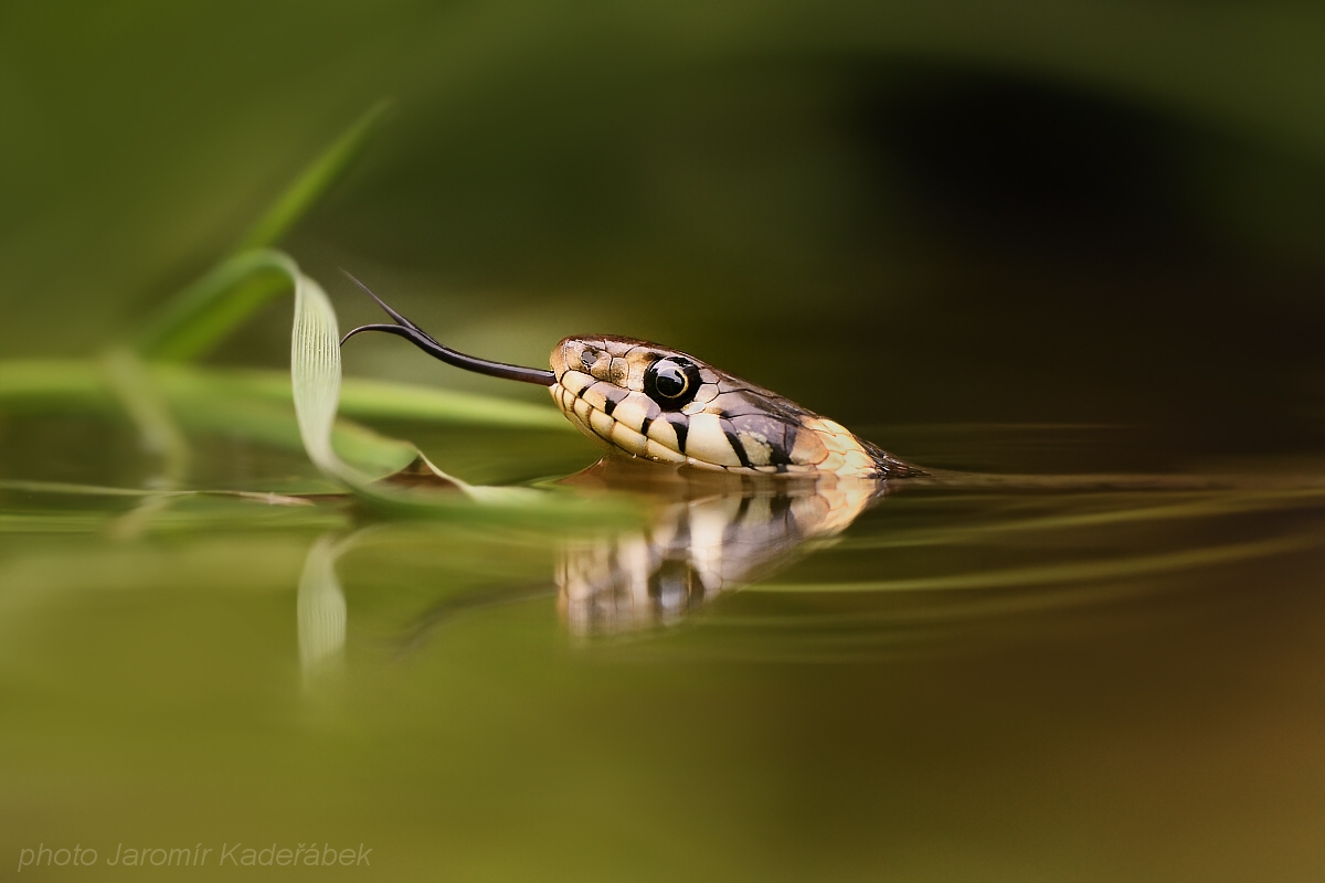 Foto makro