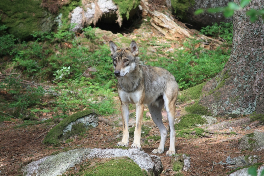 Vlčí obora – při návštěvě Šumavy jsme s vnoučaty navštívili Vlky, CEWE soutěž Českem křížem krážem