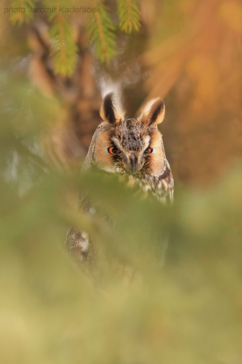 D500 Nikkor AF-S 600mm f/4 VR, čas 1/500,ISO1000