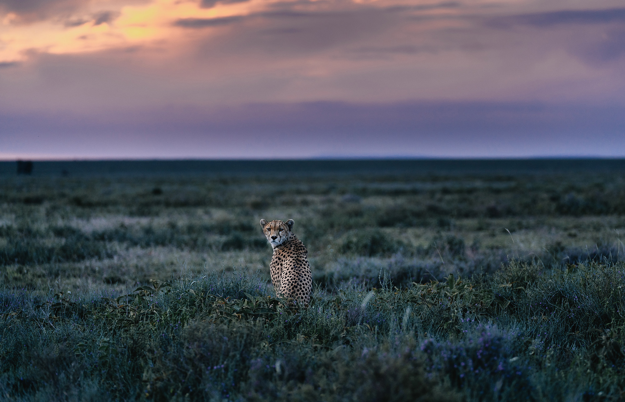 Chris Schmid, Sony Alpha A7RII, samice geparda (Acinonyx jubatus) zachycená v oblasti Ndutu, Jižní Serengeti, Tanzanie.