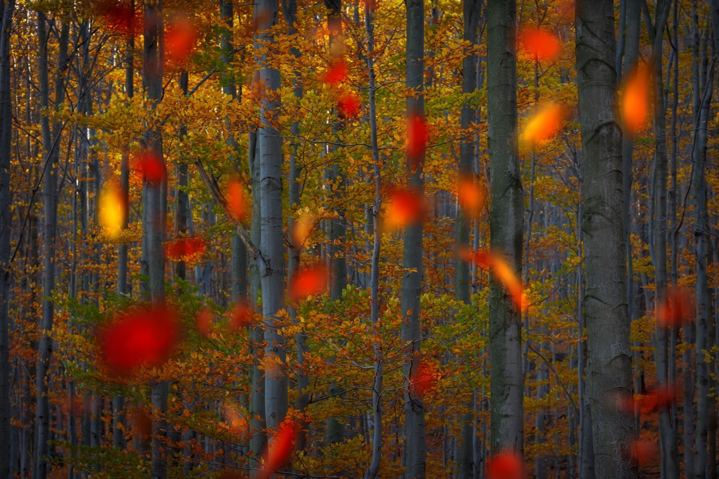 Jizerskohorské bučiny, Jizerské hory. D600, Sigma 150mm f/2,8 EX APO DG OS MACRO, clona f/8, čas 1/160.