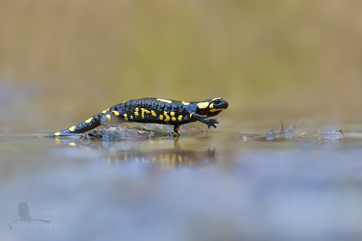 Mlok skvrnitý: Nikon D5+ Sigma 180mm f/2,8 EX DG OS HSM MACRO; čas 1/1600s, F4, ISO1600