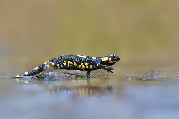 Mlok skvrnitý_Salamandra salamandra