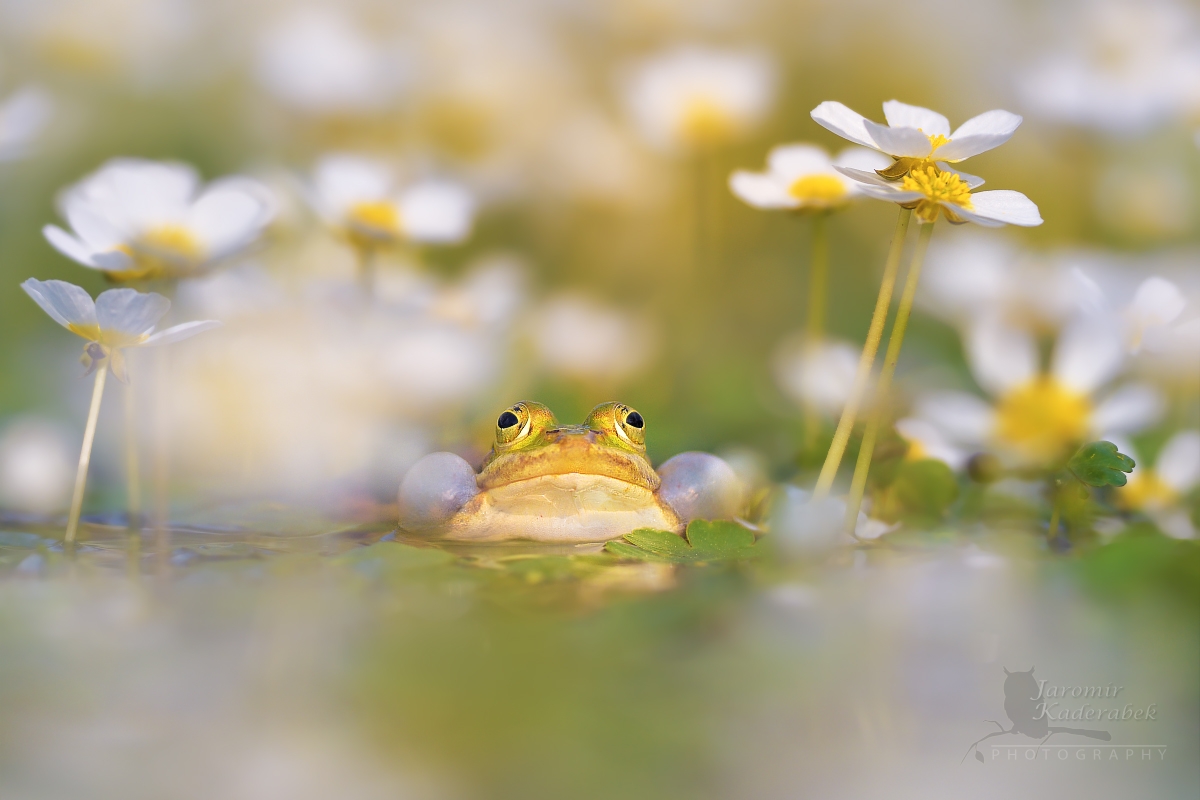 Skokan zelený, foto Jaromír Kadeřábek
