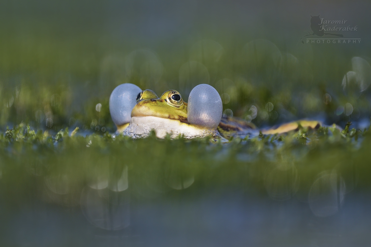 Skokan zelený, foto Jaromír Kadeřábek