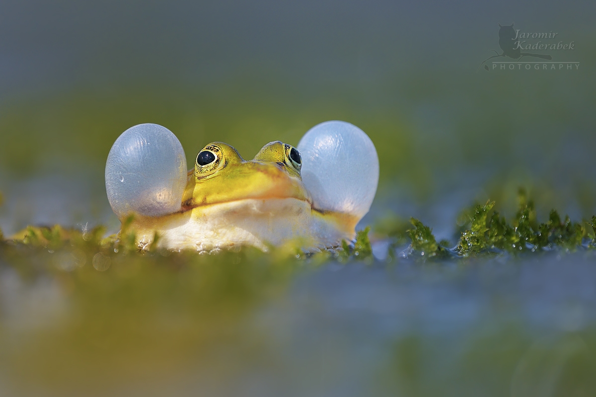 Skokan zelený, foto Jaromír Kadeřábek