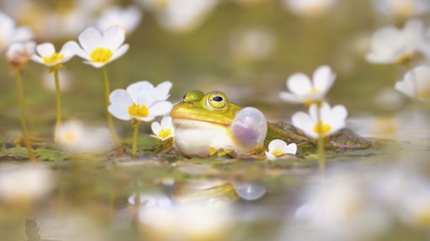 Foto: Jaromír Kadeřábek pro CEWE FOTOLAB blog - Sigma 180mm a makrofotografie a wildlife fotografie