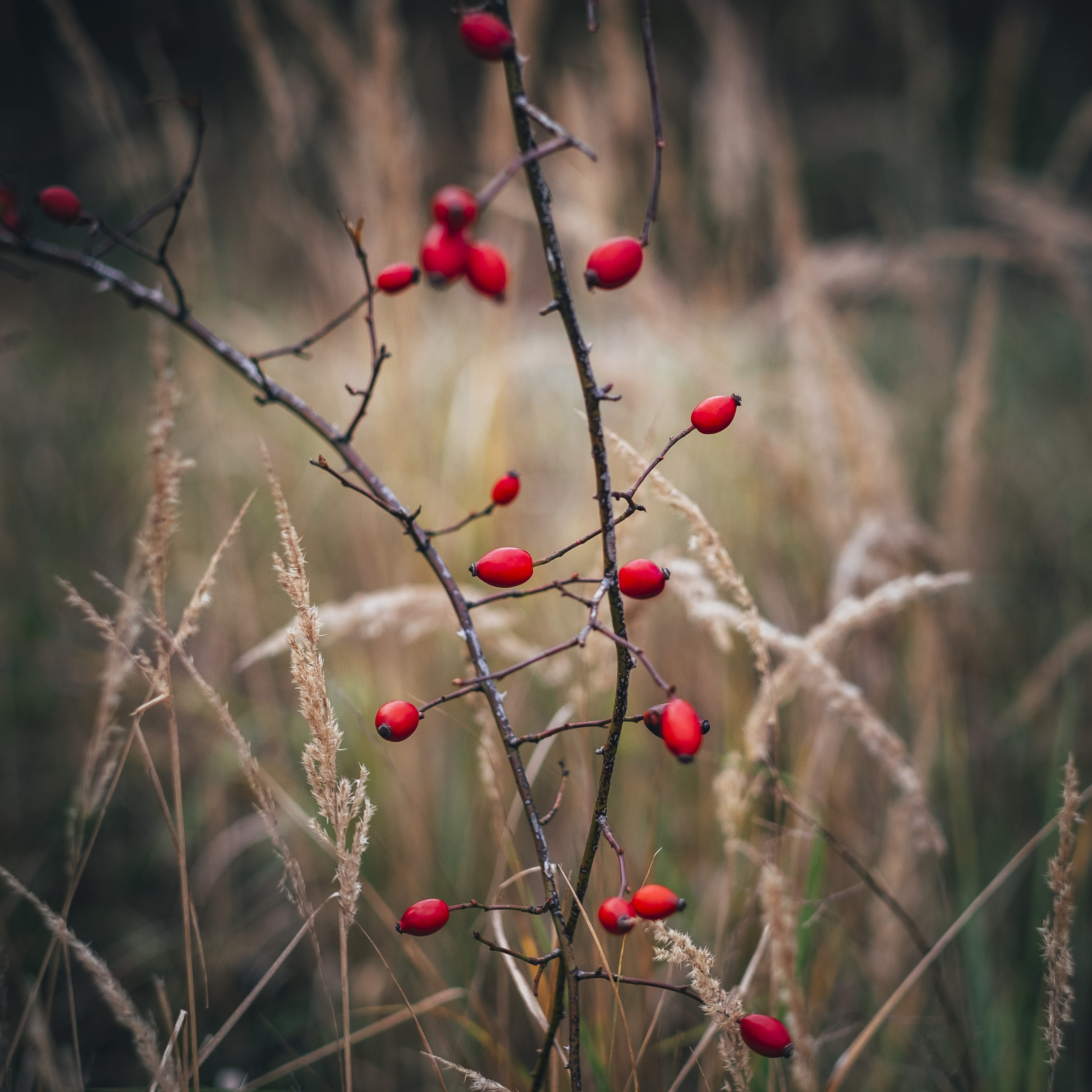 šípky, bokeh