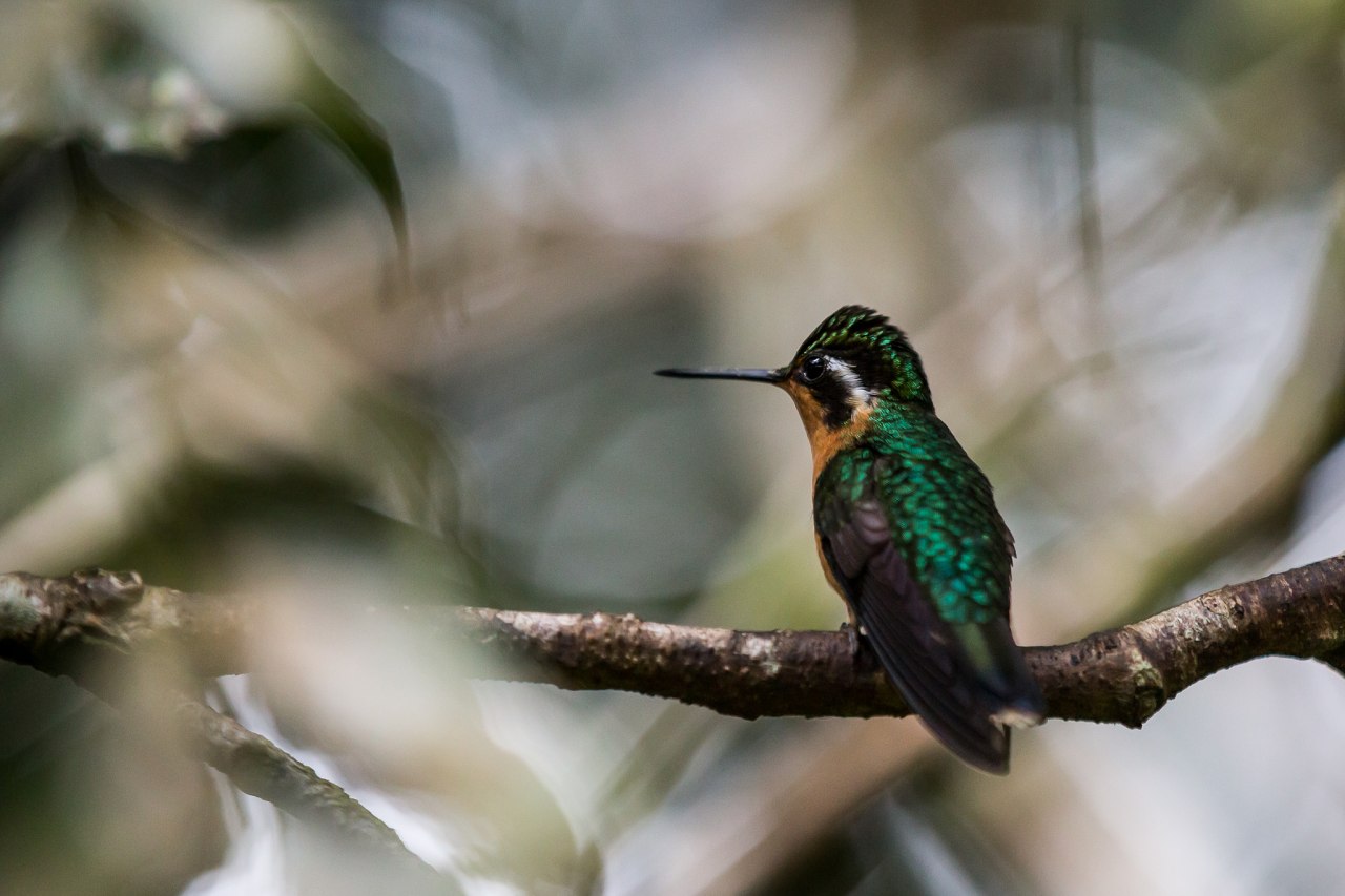Kolibřík v NP Monteverde