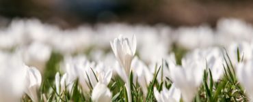 Jarní focení detailů