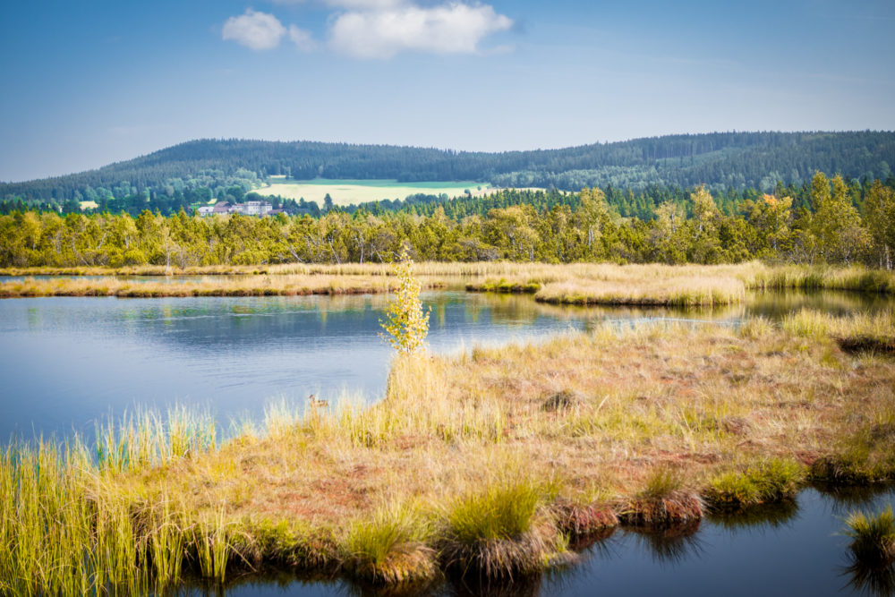 šumava