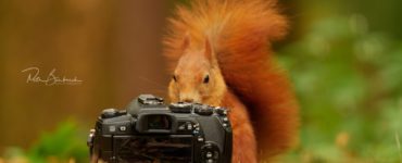 Olympus OM-D E-M1 Mark II