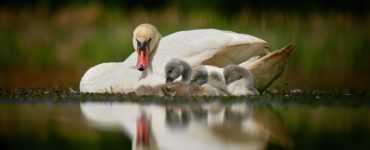 Focení zvířat (Labutě)