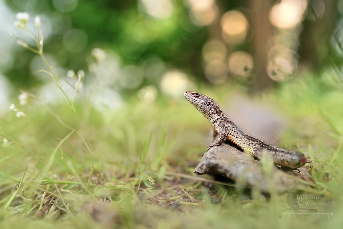 Recenze Sony FE 20mm f/1.8 G