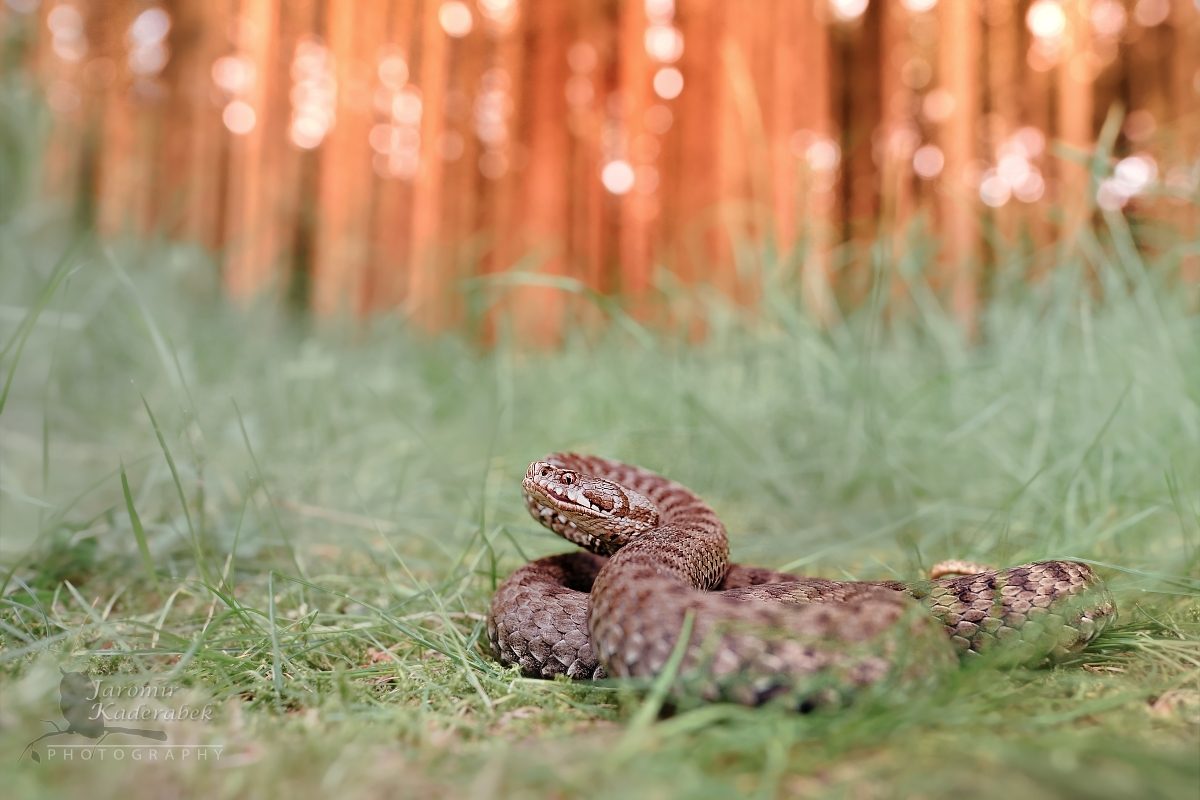 Recenze Sony FE 20mm f/1.8 G