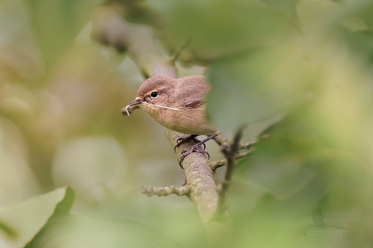 Sony A7 III + Sony 200-600mm:1/200s, F6,3, ISO 3200s, f-600mm