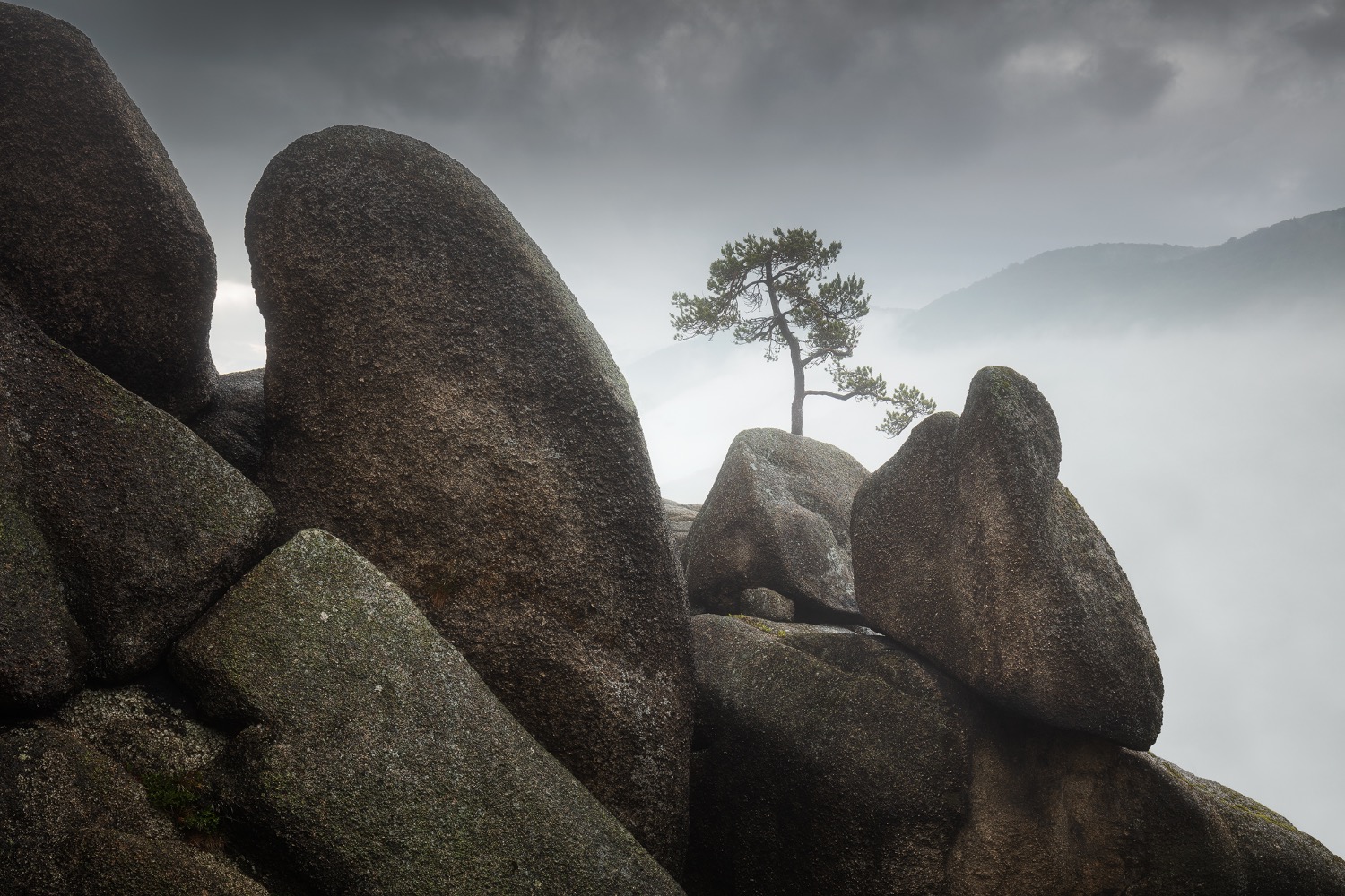 martin rak