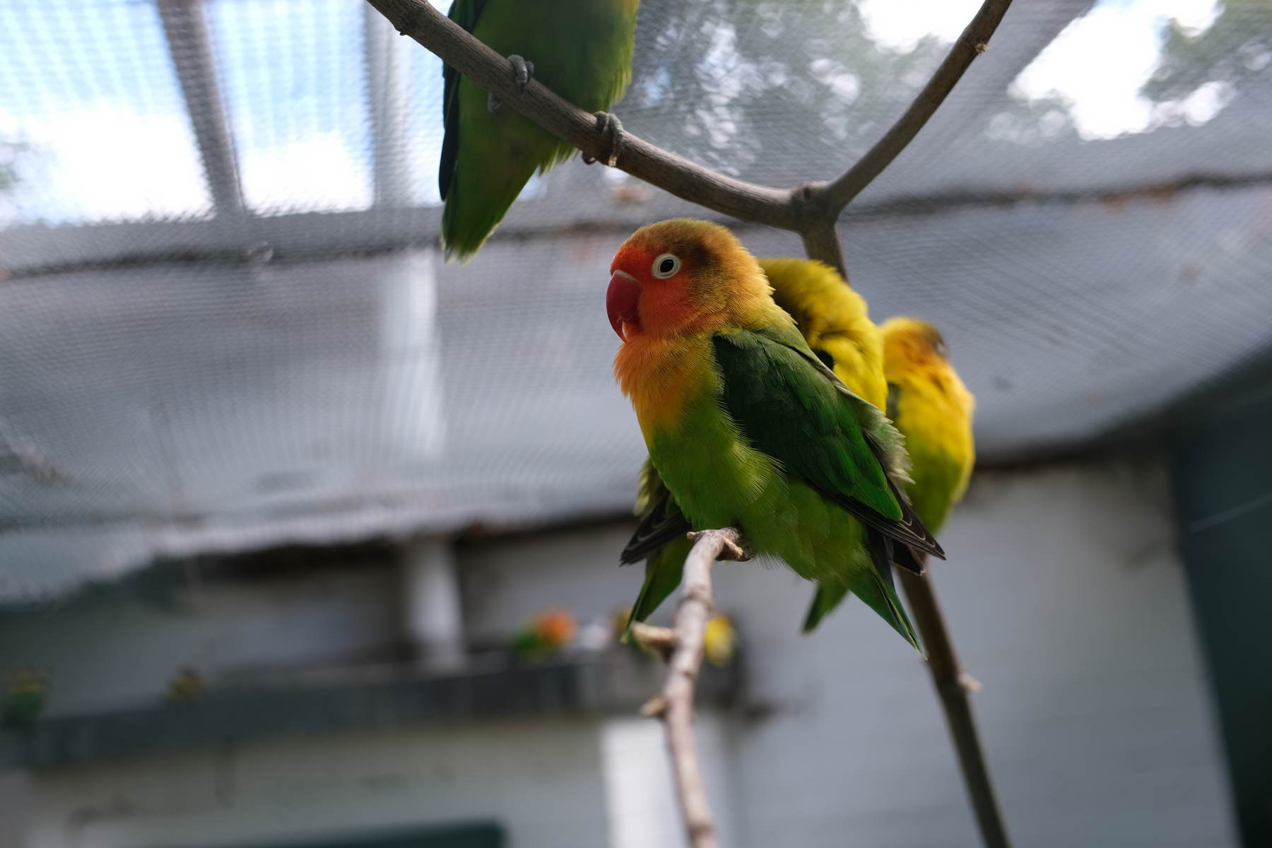Barevný papoušek