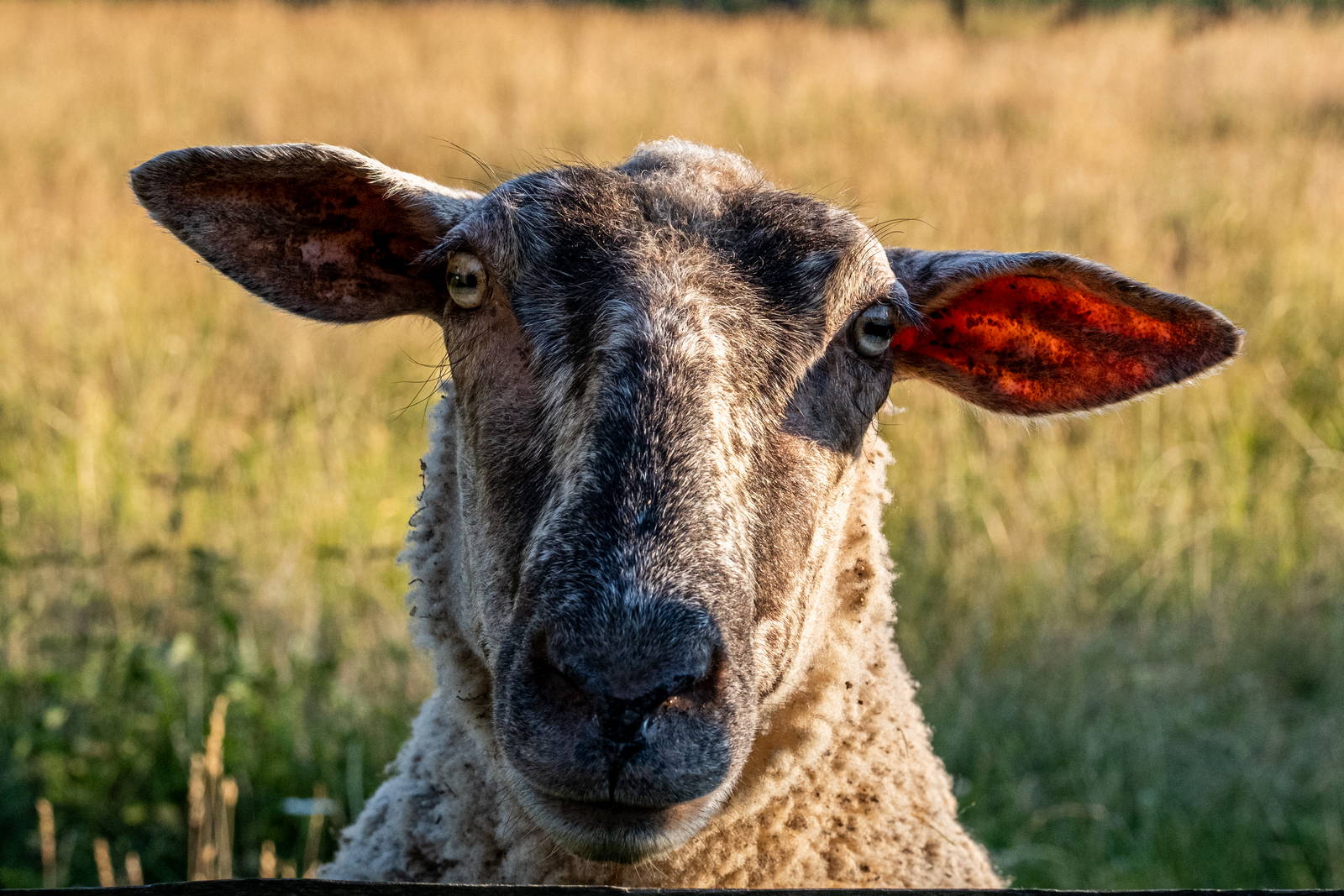 Portrét ovce