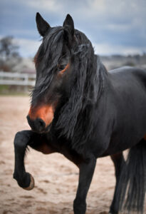 černý kůň