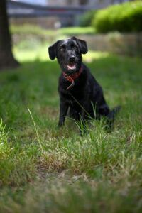 Portrét černého psa s červeným obojkem.