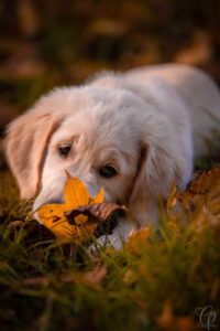 Pes, štěně, podzim, listí, portréty psů, zlatý retrívr