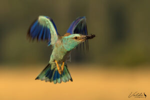 Valerij Gabaľ, @valdophotography, ptáci, divoká příroda Mandelík hajní