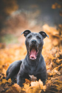 Pes, podzim, listí, portréty psů