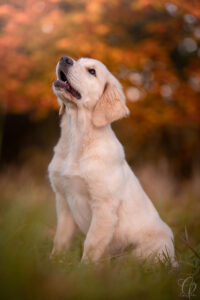 Pes, štěně, podzim, listí, portréty psů, zlatý retrívr