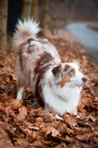 Pes, podzim, listí, portréty psů, Border kolie