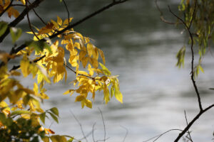 Podzim, listí, voda