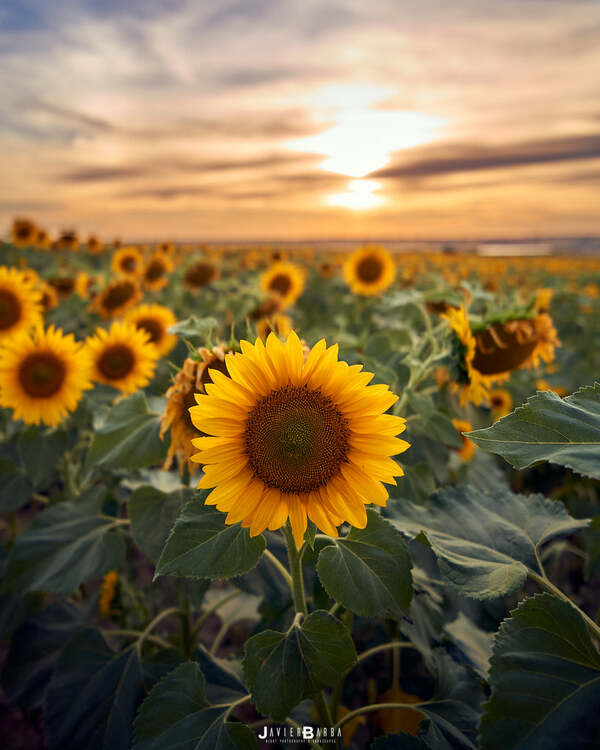 Viltrox AF 13mm f/1.4 (Sony E)