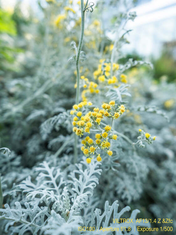 Viltrox AF 13mm f/1.4 Z (Nikon Z)