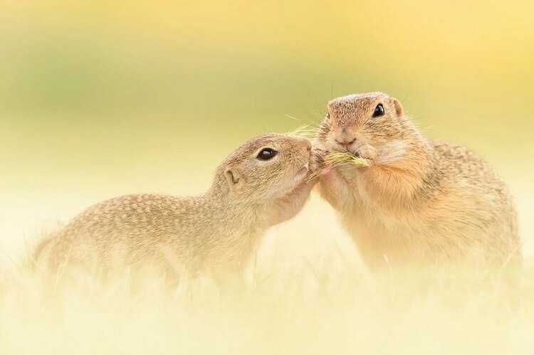 Tamron SP 150-600mm f/5-6.3 Di VC USD G2 (Nikon)