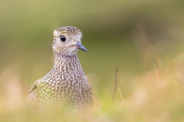 Tamron SP 150-600mm f/5-6.3 Di VC USD G2 (Nikon)