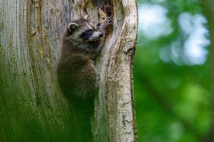 Tamron SP 150-600mm f/5-6.3 Di VC USD G2 (Nikon)