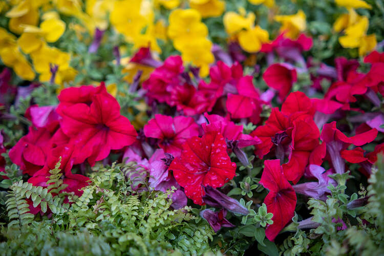 Viltrox AF 23mm f/1.4 XF (Fujifilm)