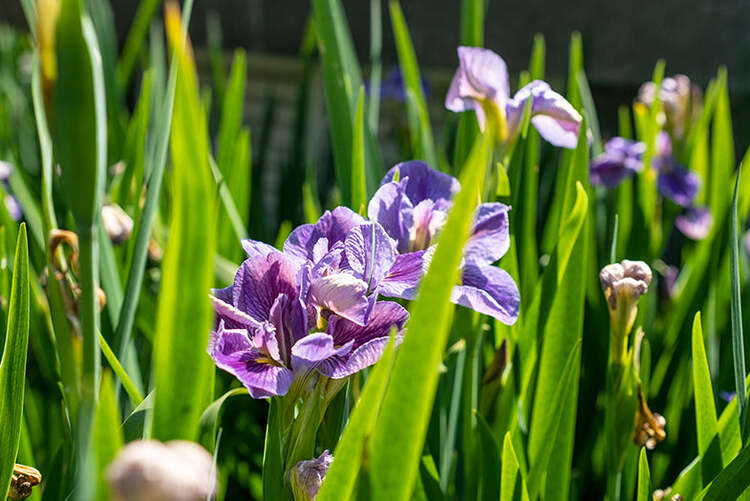 Viltrox AF 33mm f/1.4 XF (Fujifilm)