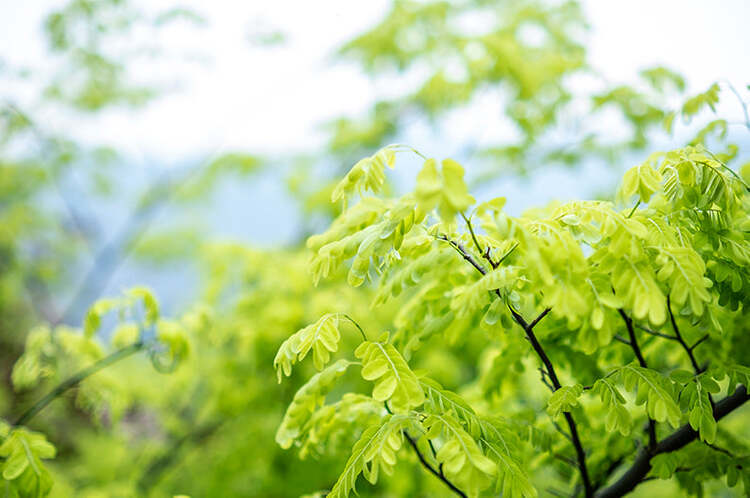 Viltrox AF 33mm f/1.4 XF (Fujifilm)