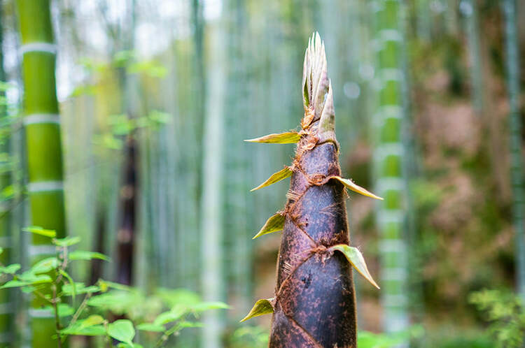 Viltrox AF 33mm f/1.4 XF (Fujifilm)