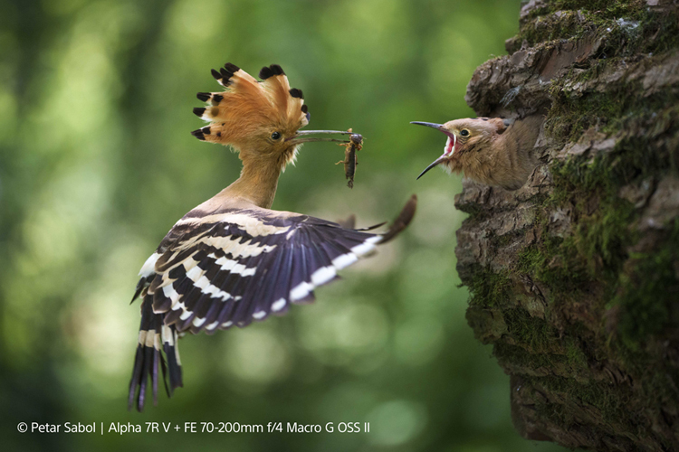 Sony FE 70-200mm f/4.0 G OSS II Macro