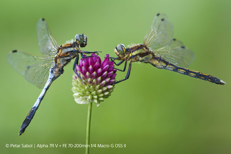 Sony FE 70-200mm f/4.0 G OSS II Macro