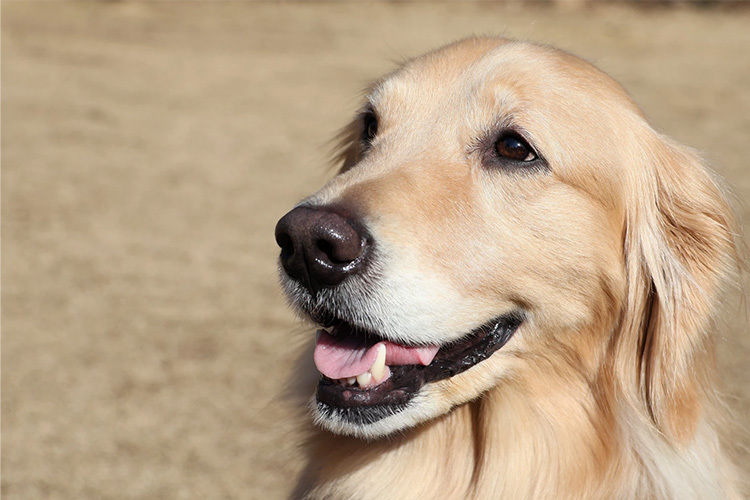 Canon RF-S 18-150mm f/3.5-6.3 IS STM