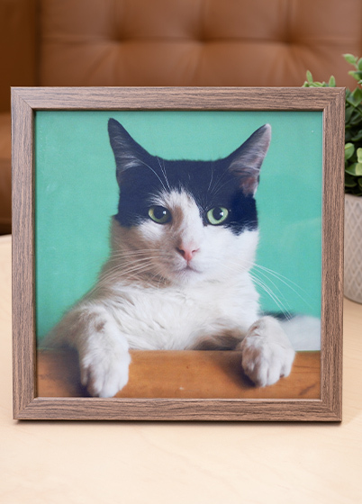 Falc QUADRO - fotorámeček - Ořech, 15x15, 20x20