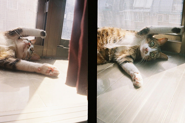 Kodak Ektar H35 - hnědá