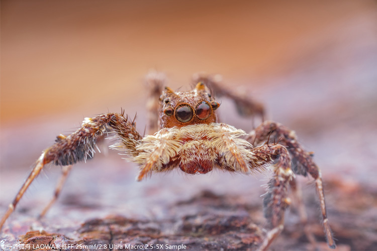 Laowa 25mm f/2.8 2,5-5x Ultra-Macro (Canon)