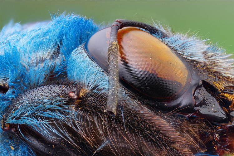 Laowa 25mm f/2.8 2,5-5x Ultra-Macro (Canon)