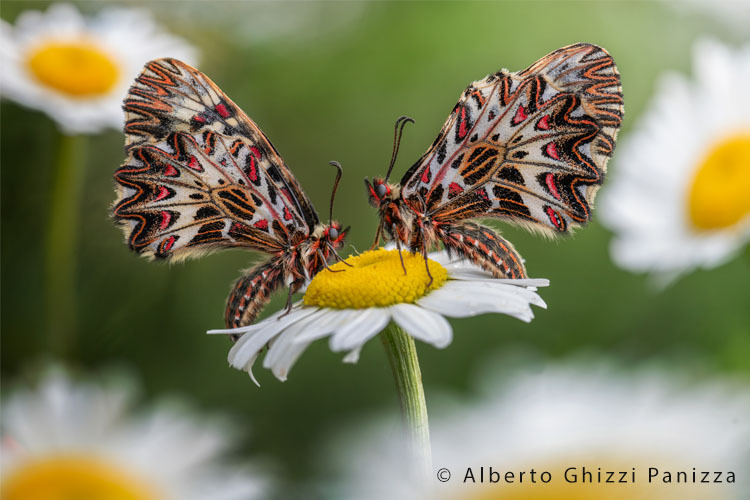 Laowa 100mm f/2.8 2x Ultra Macro APO (Nikon)